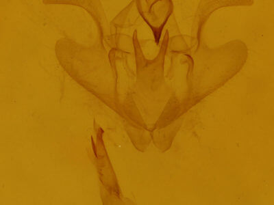 genitalia view of adult Nematocampa resistaria