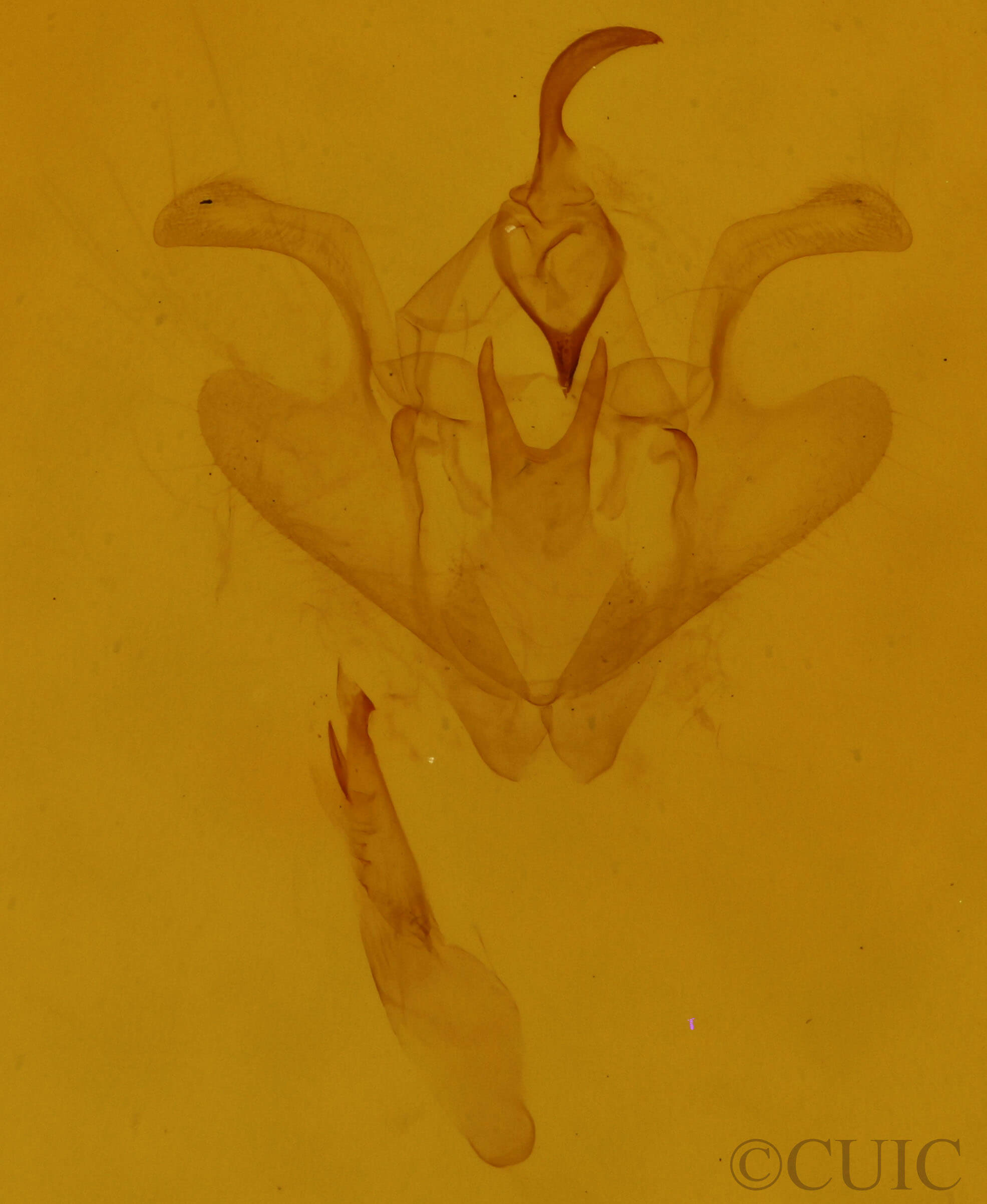 genitalia view of adult Nematocampa resistaria