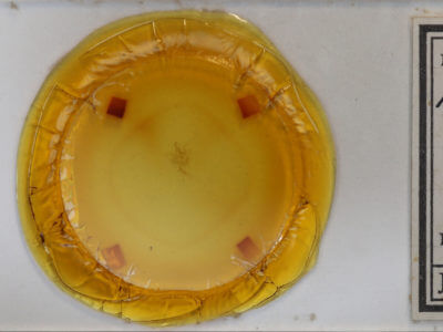 slide view of adult Nematocampa resistaria