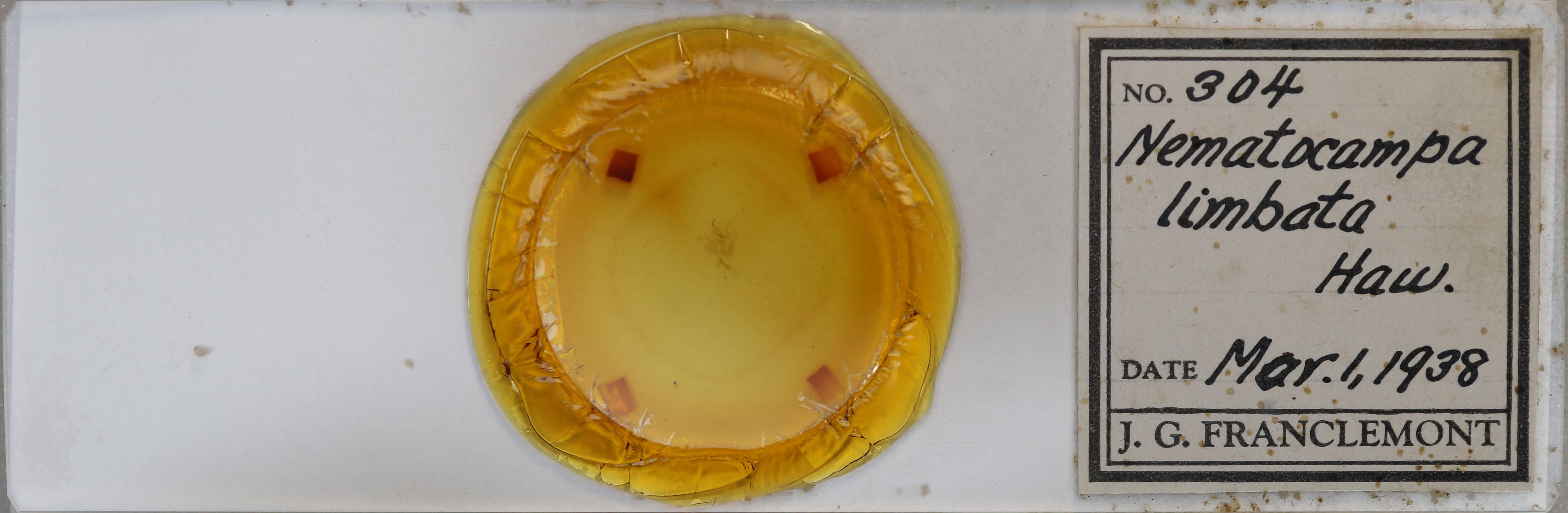 slide view of adult Nematocampa resistaria