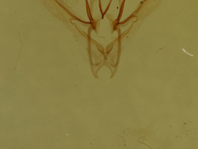 genitalia view of adult Nemoria bistriaria bistriaria