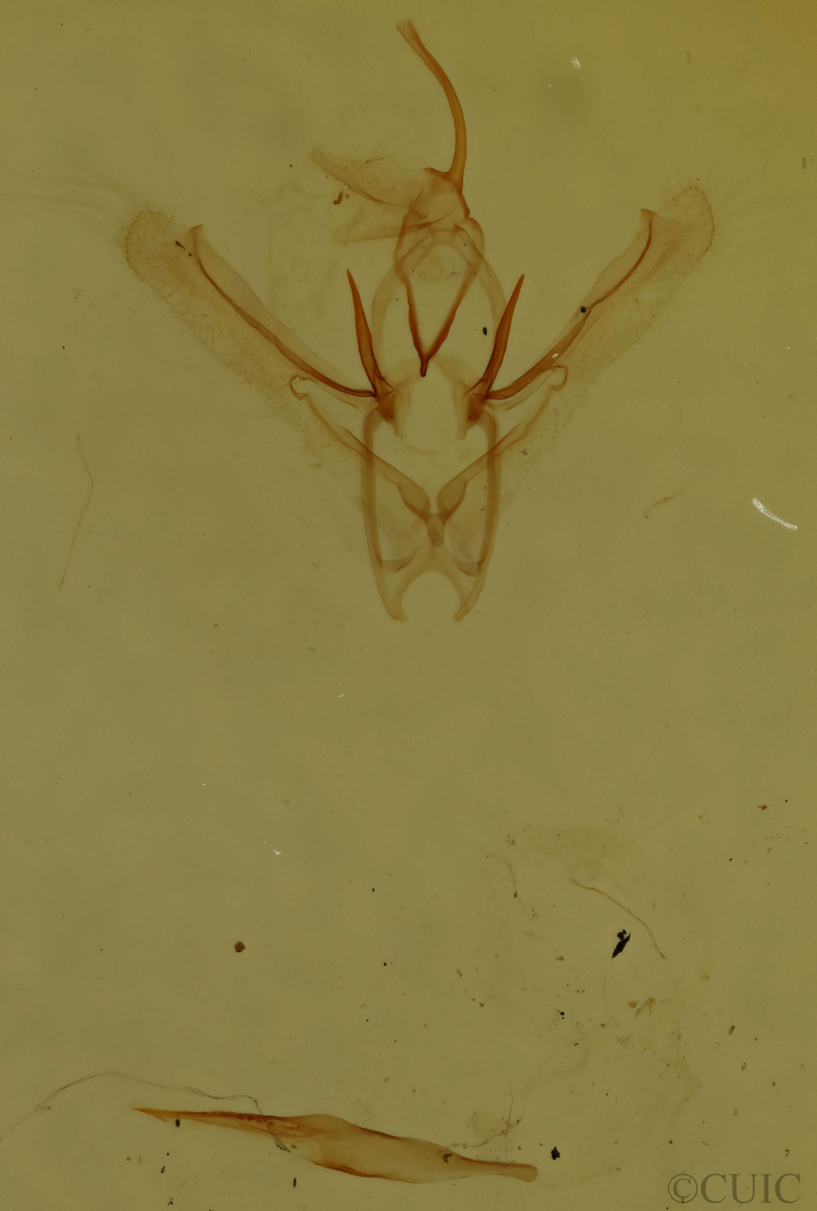 genitalia view of adult Nemoria bistriaria bistriaria