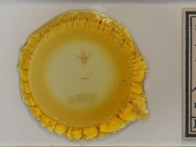 slide view of adult Nemoria bistriaria bistriaria