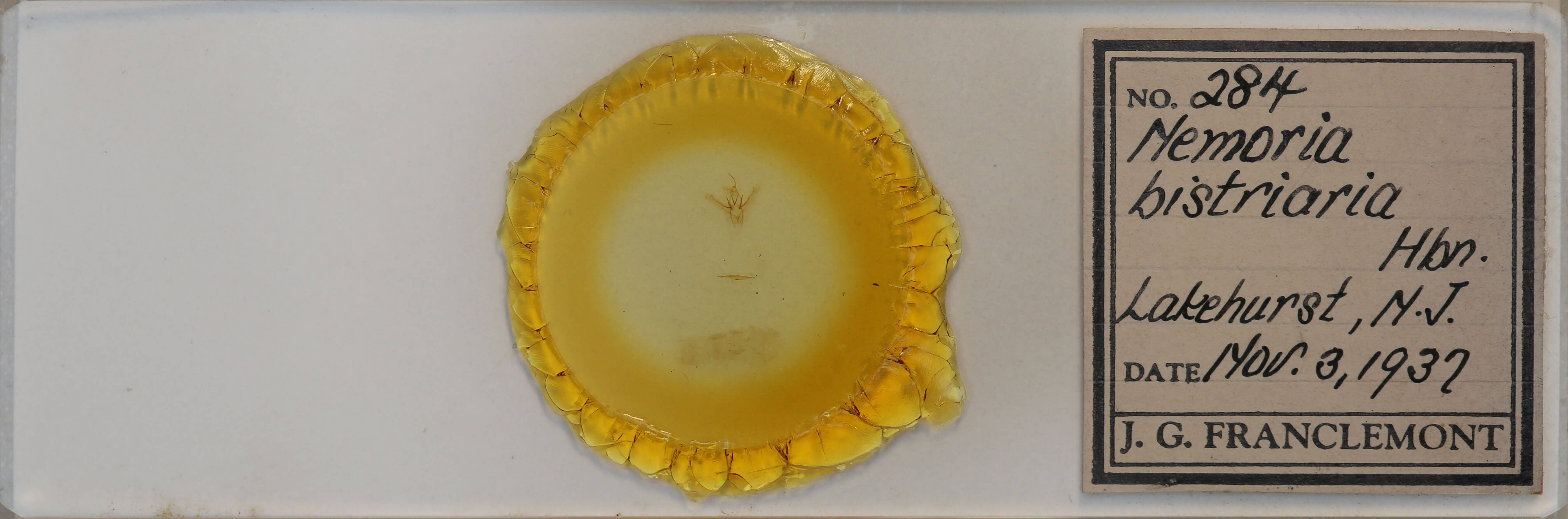 slide view of adult Nemoria bistriaria bistriaria