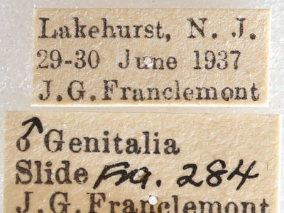 label view of adult Nemoria bistriaria bistriaria