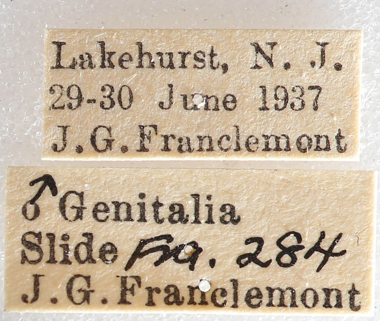 label view of adult Nemoria bistriaria bistriaria