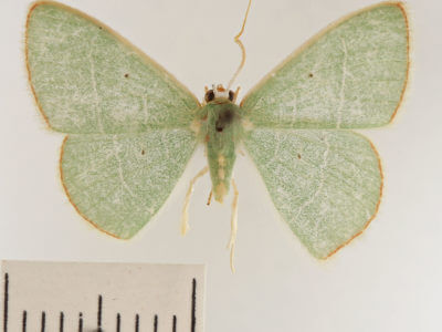 dorsal view of adult Nemoria bistriaria bistriaria