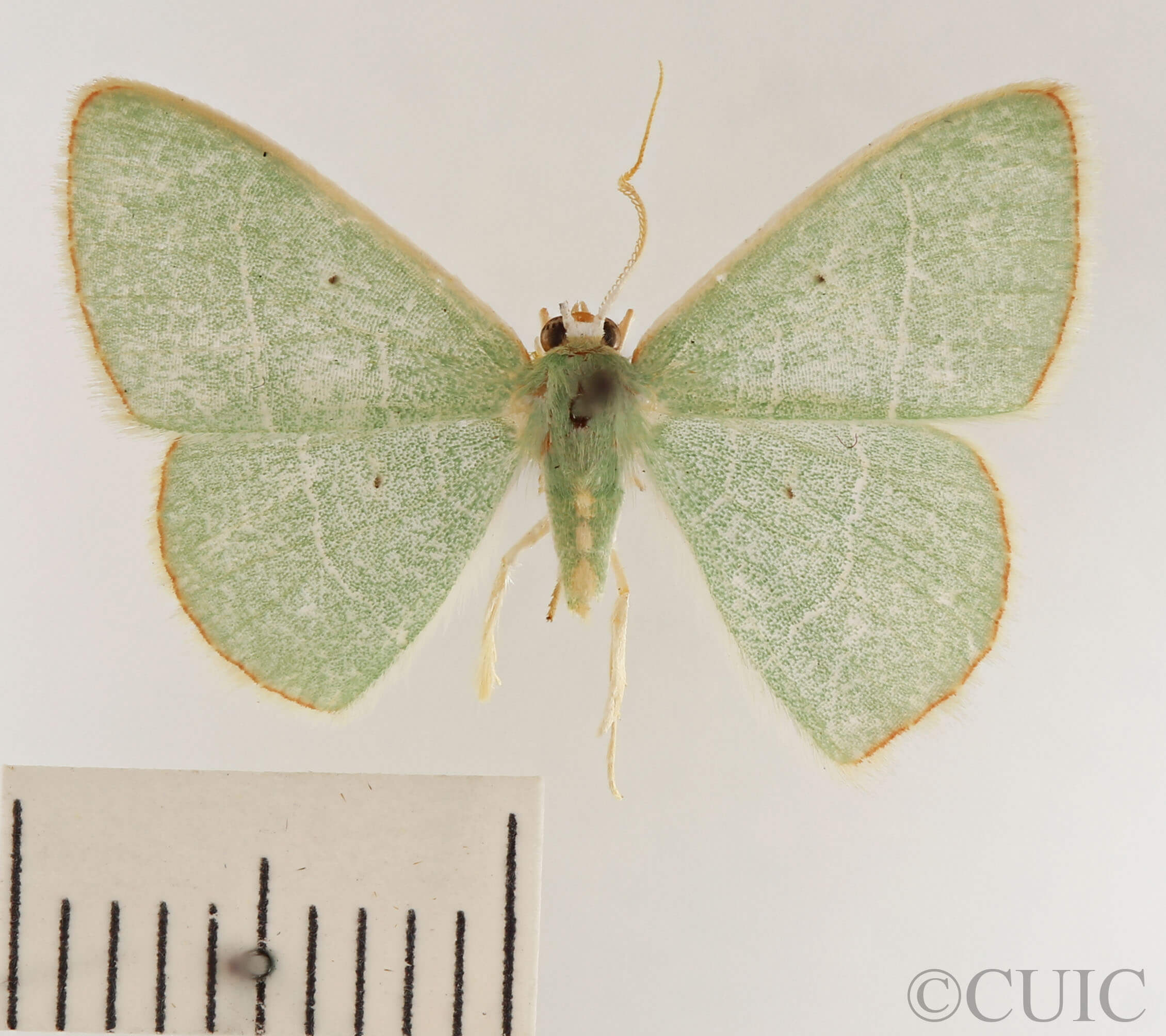 dorsal view of adult Nemoria bistriaria bistriaria