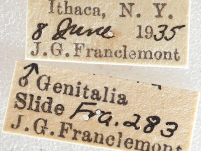 label view of adult Nemoria mimosaria