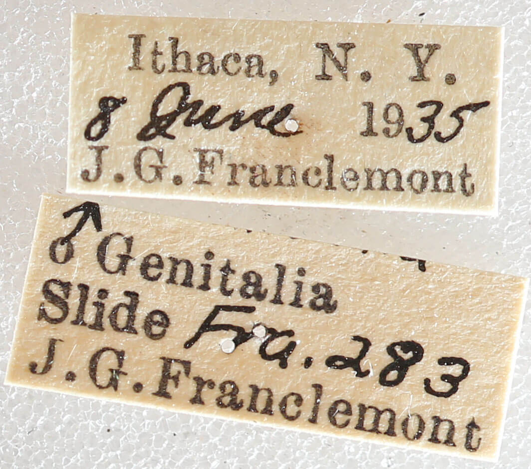 label view of adult Nemoria mimosaria