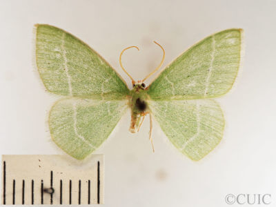 dorsal view of adult Nemoria mimosaria