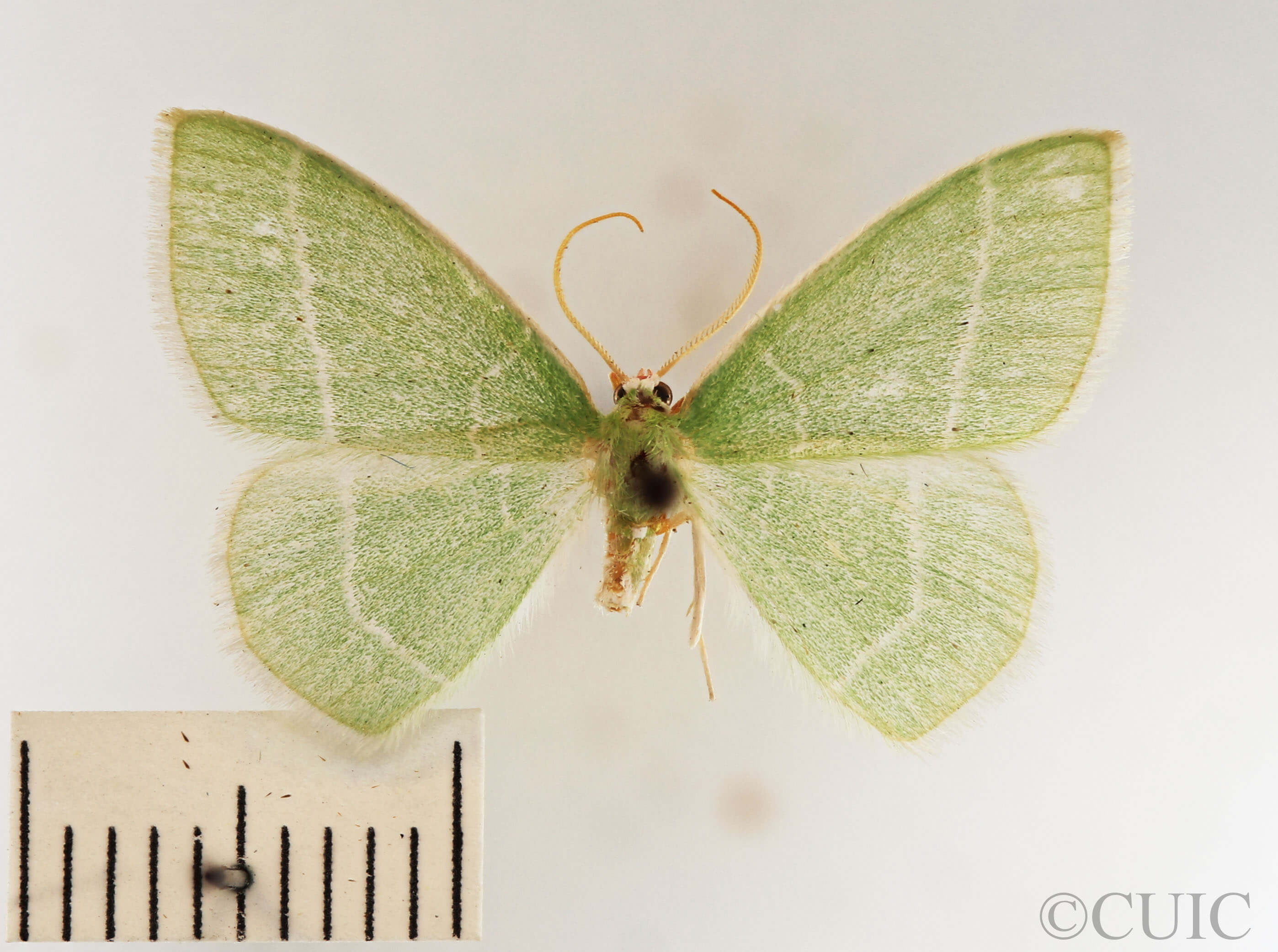 dorsal view of adult Nemoria mimosaria
