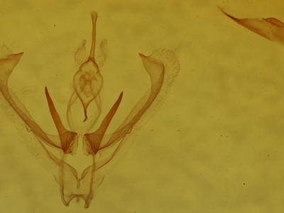 genitalia view of adult Nemoria mimosaria