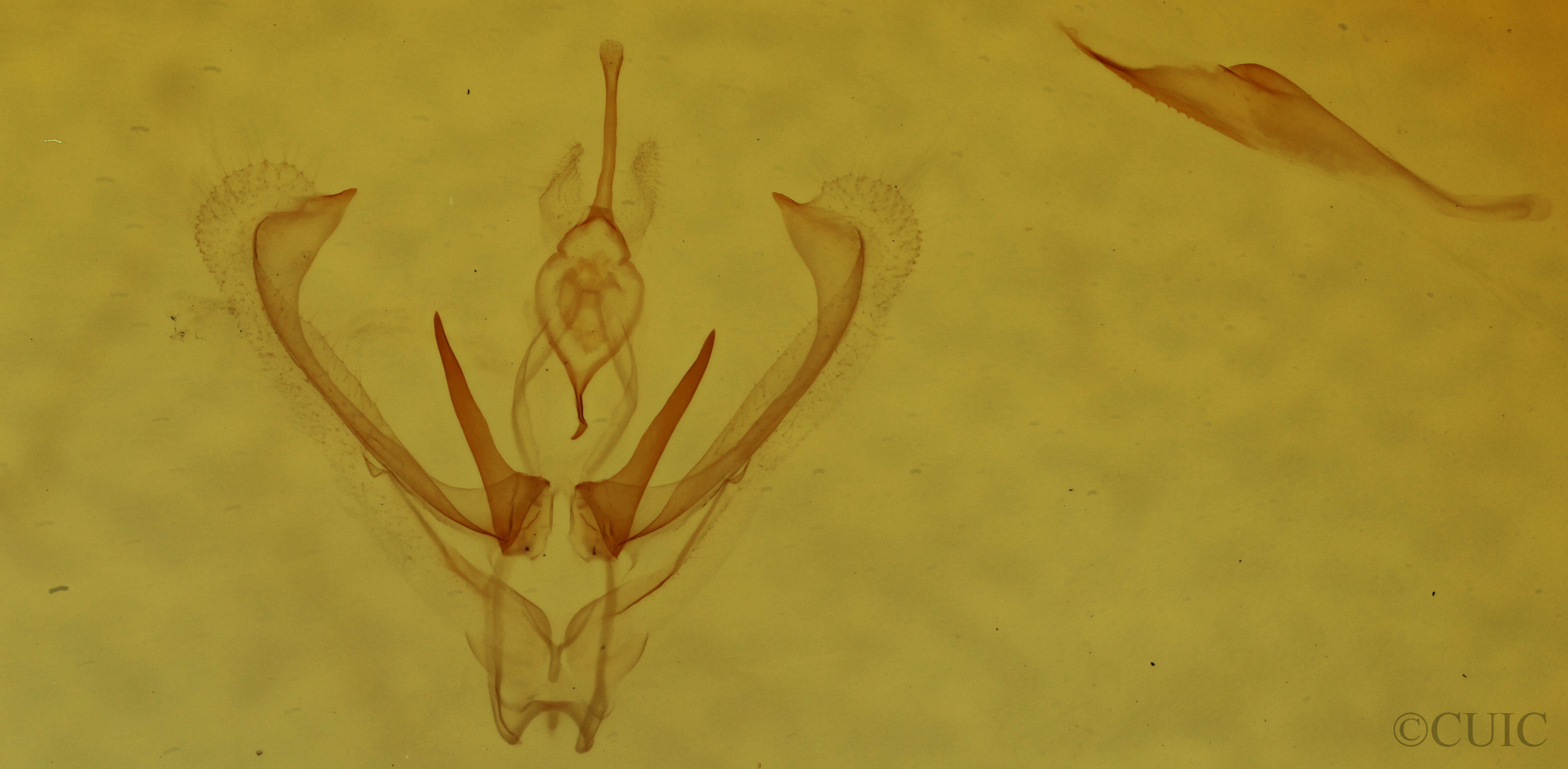 genitalia view of adult Nemoria mimosaria