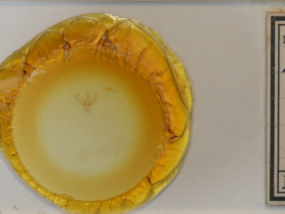 slide view of adult Nemoria mimosaria