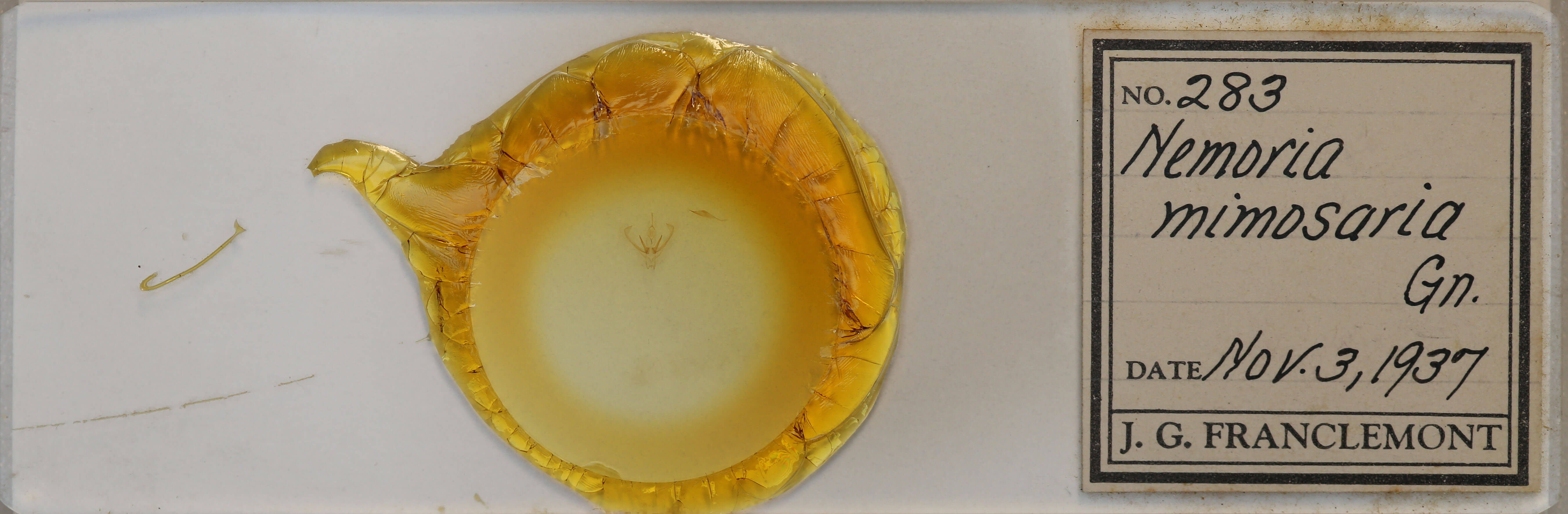 slide view of adult Nemoria mimosaria