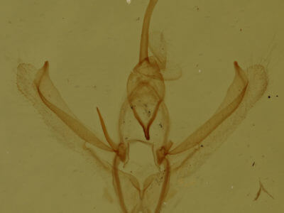 genitalia view of adult Nemoria bistriaria siccifolia