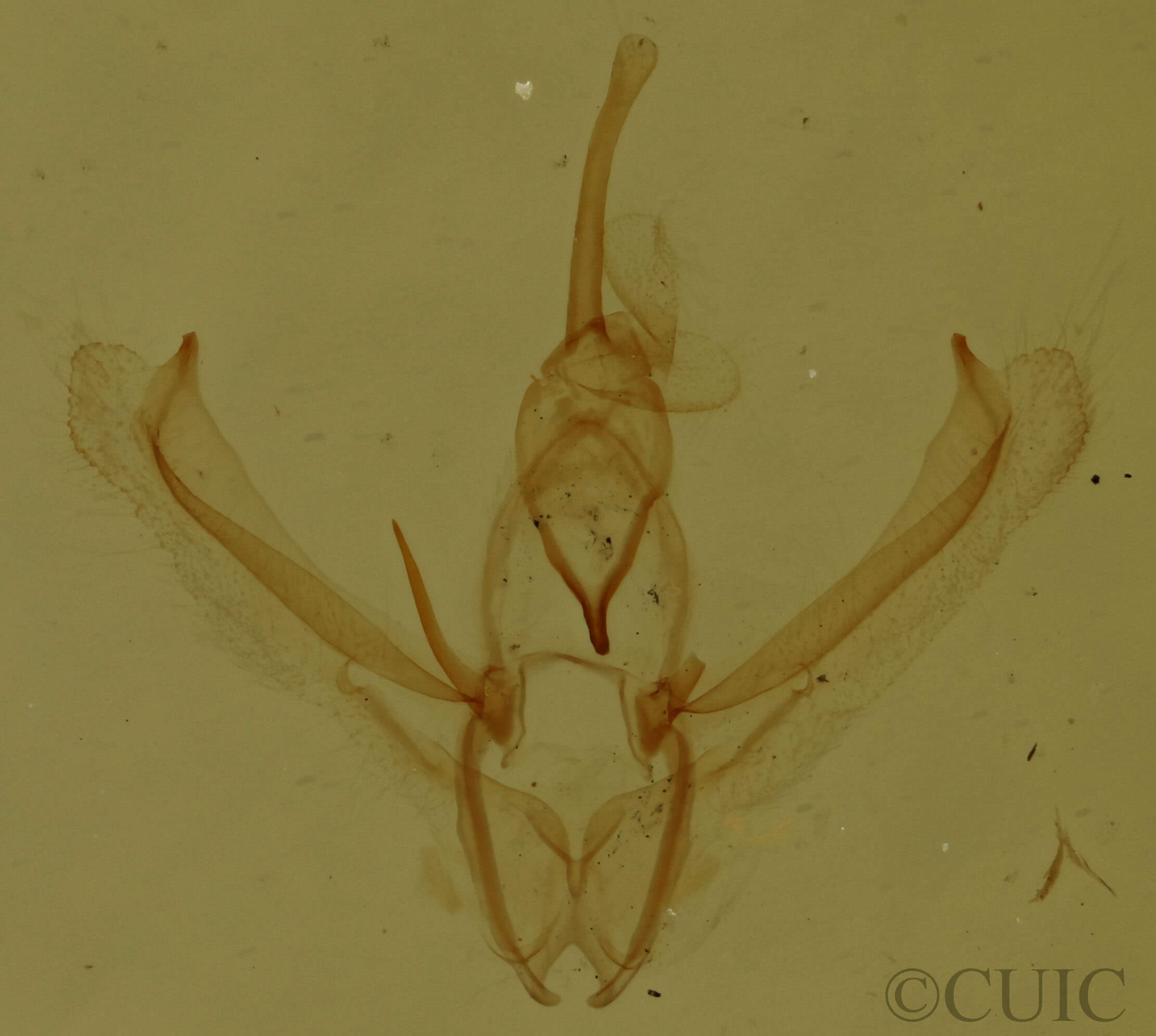 genitalia view of adult Nemoria bistriaria siccifolia