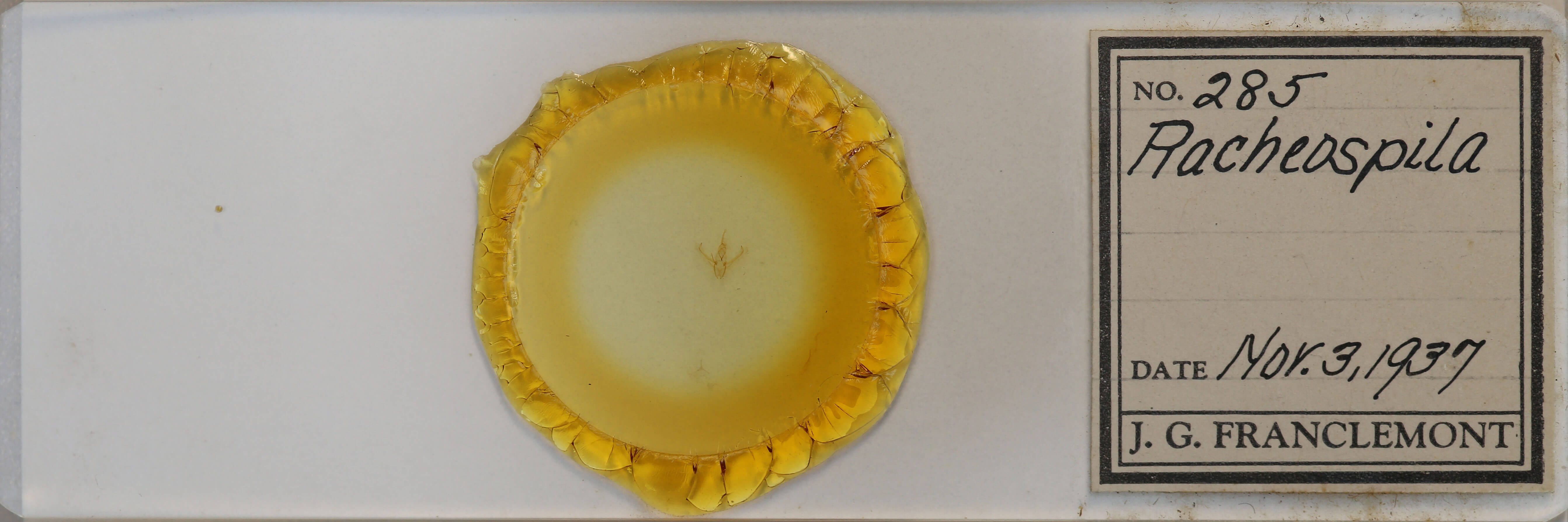 slide view of adult Nemoria bistriaria siccifolia