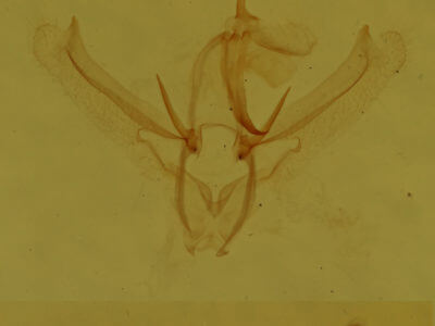 genitalia view of adult Nemoria bistriaria siccifolia