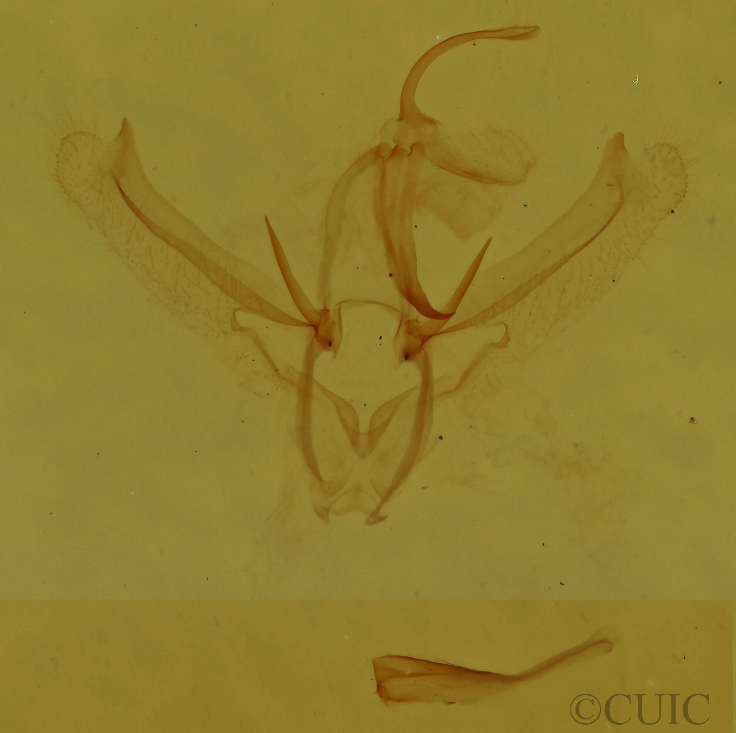 genitalia view of adult Nemoria bistriaria siccifolia