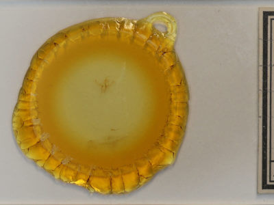 slide view of adult Nemoria bistriaria siccifolia