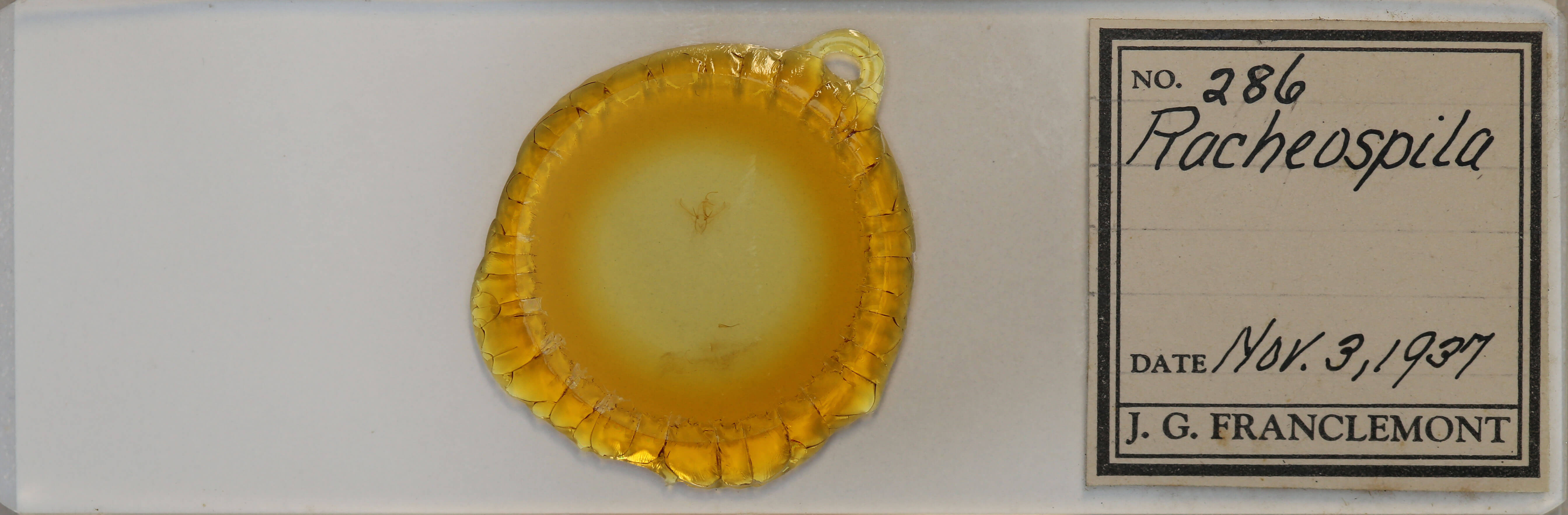 slide view of adult Nemoria bistriaria siccifolia