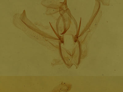 genitalia view of adult Nemoria bistriaria siccifolia
