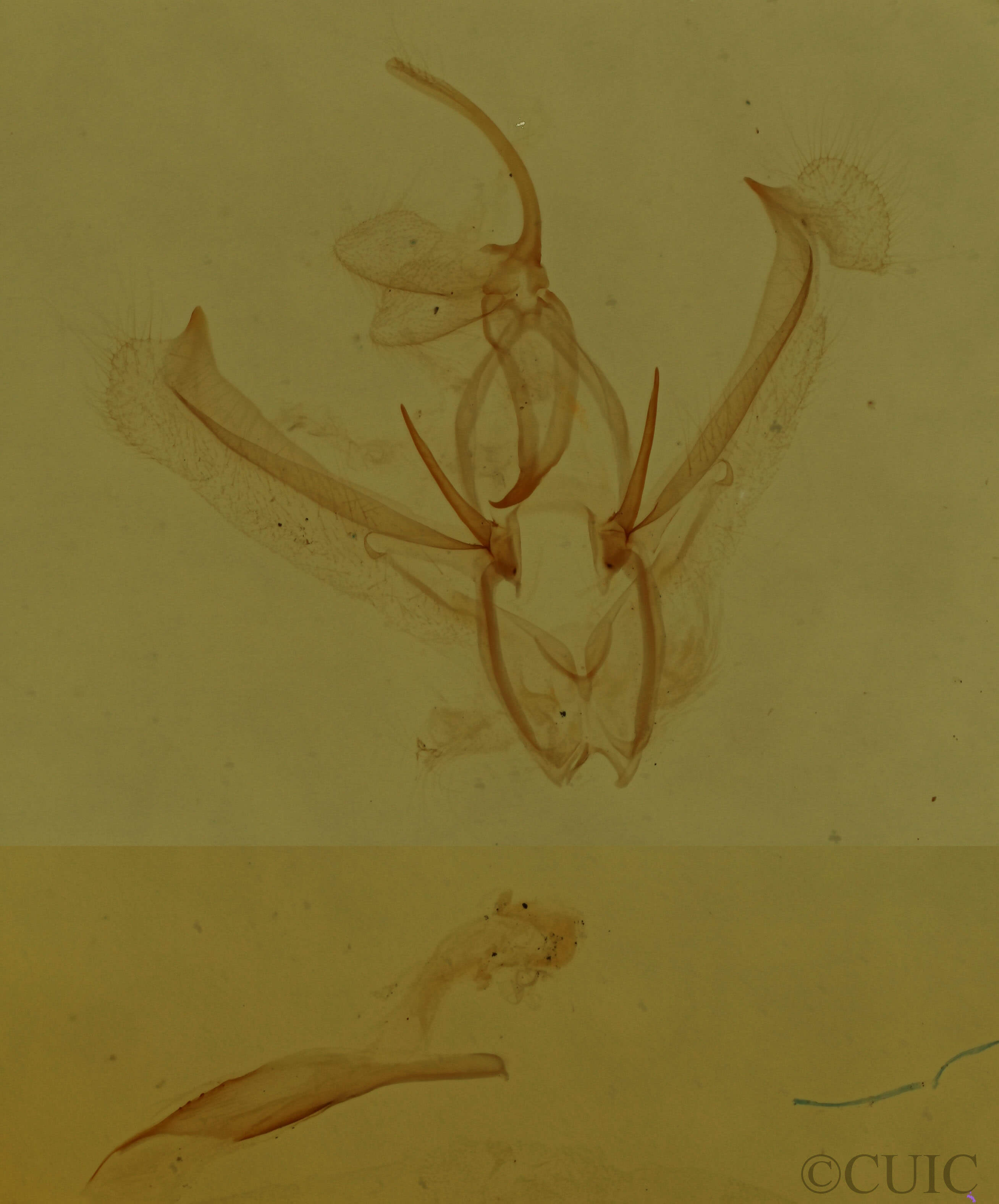 genitalia view of adult Nemoria bistriaria siccifolia