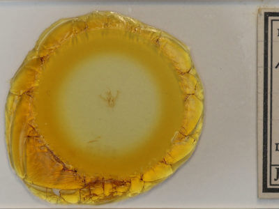 slide view of adult Nemoria bistriaria siccifolia