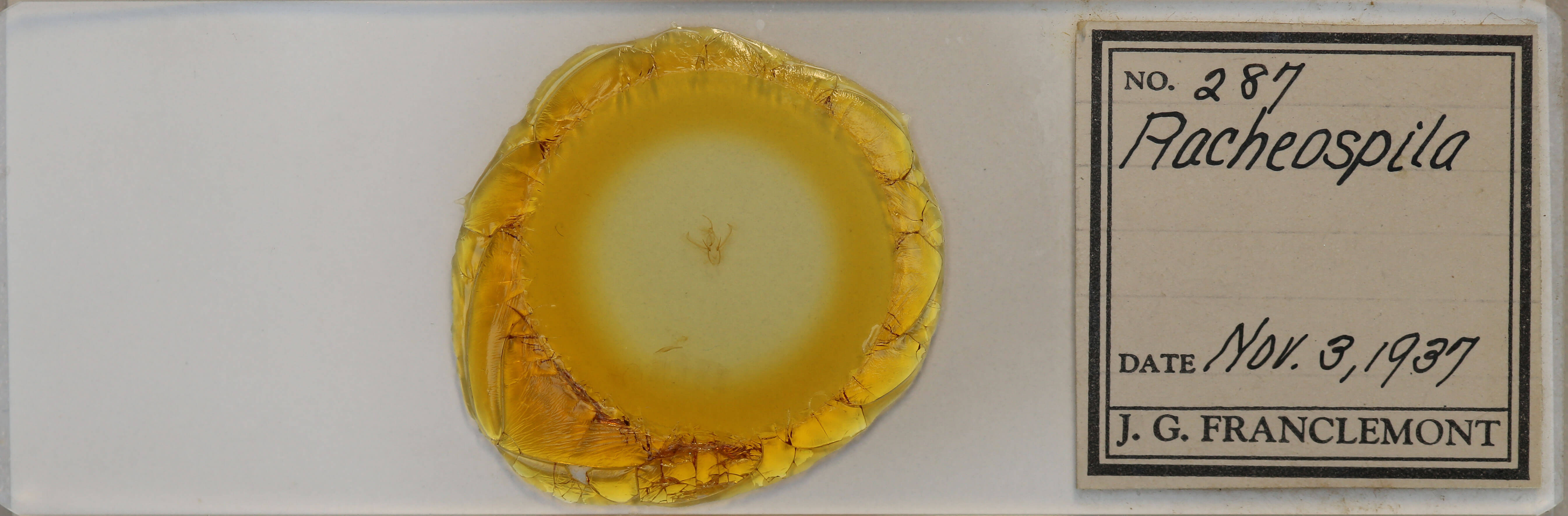 slide view of adult Nemoria bistriaria siccifolia