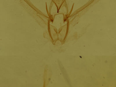 genitalia view of adult Nemoria bistriaria siccifolia
