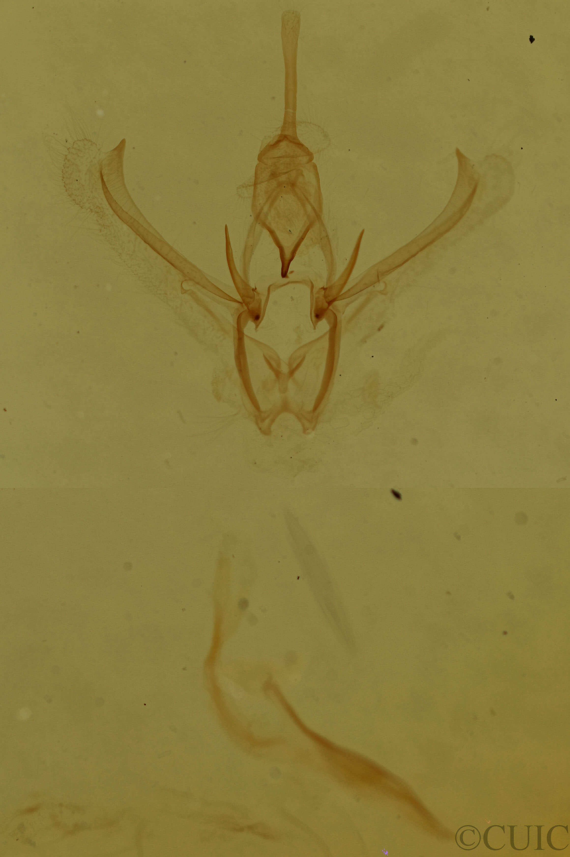 genitalia view of adult Nemoria bistriaria siccifolia