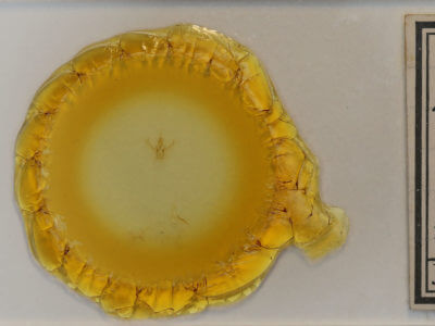 slide view of adult Nemoria bistriaria siccifolia