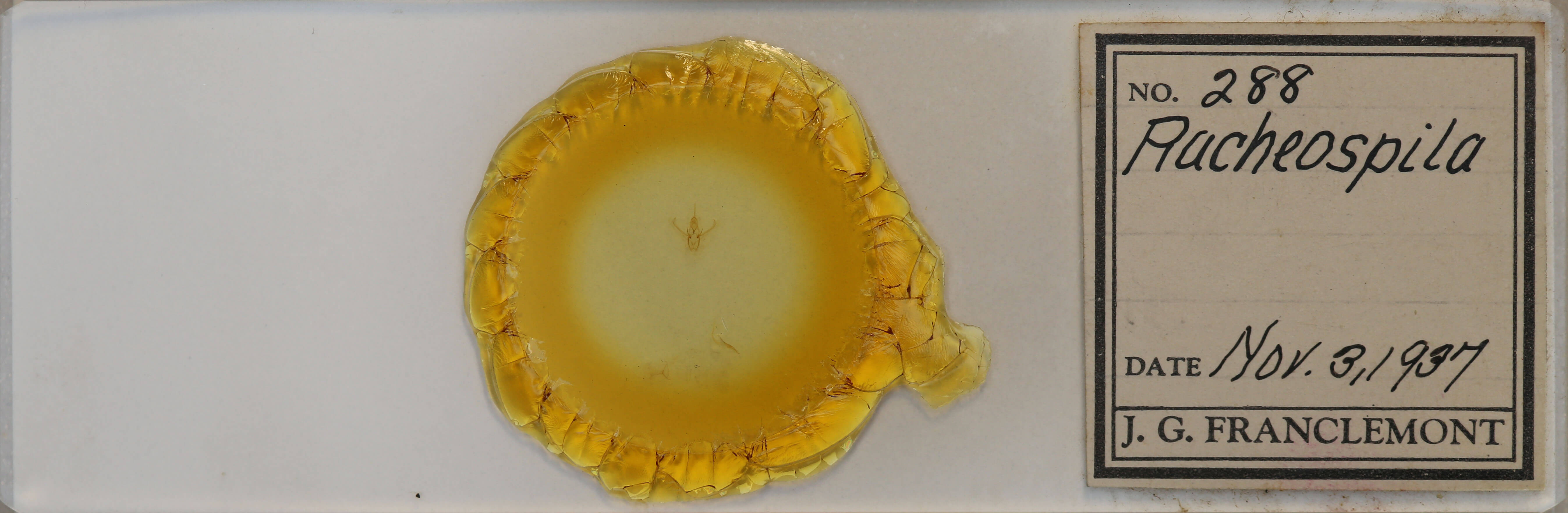 slide view of adult Nemoria bistriaria siccifolia