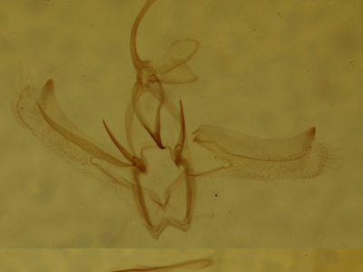 genitalia view of adult Nemoria bistriaria siccifolia