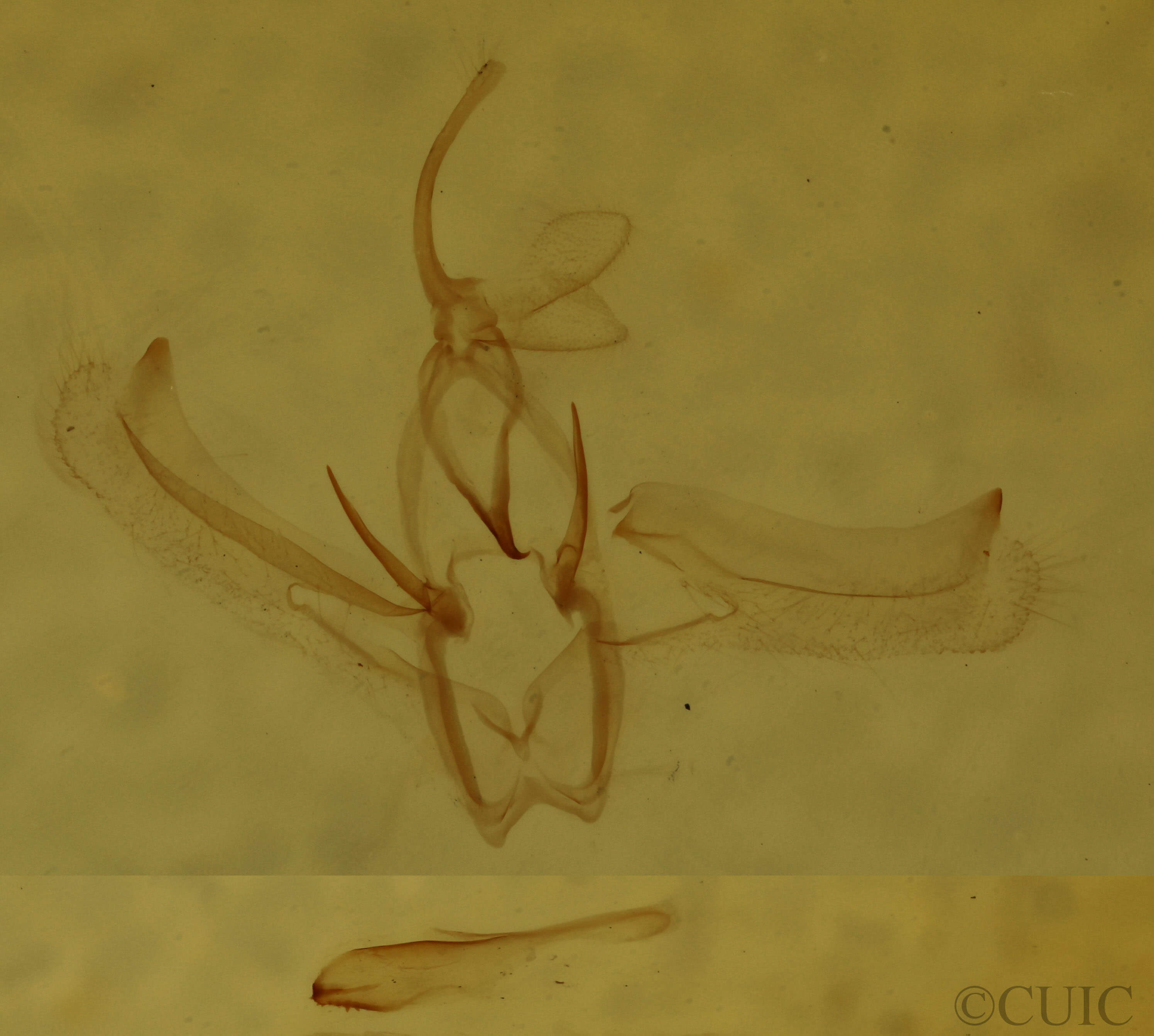 genitalia view of adult Nemoria bistriaria siccifolia