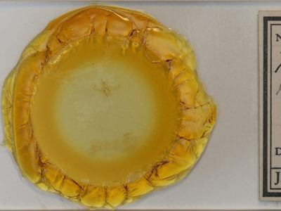 slide view of adult Nemoria bistriaria siccifolia