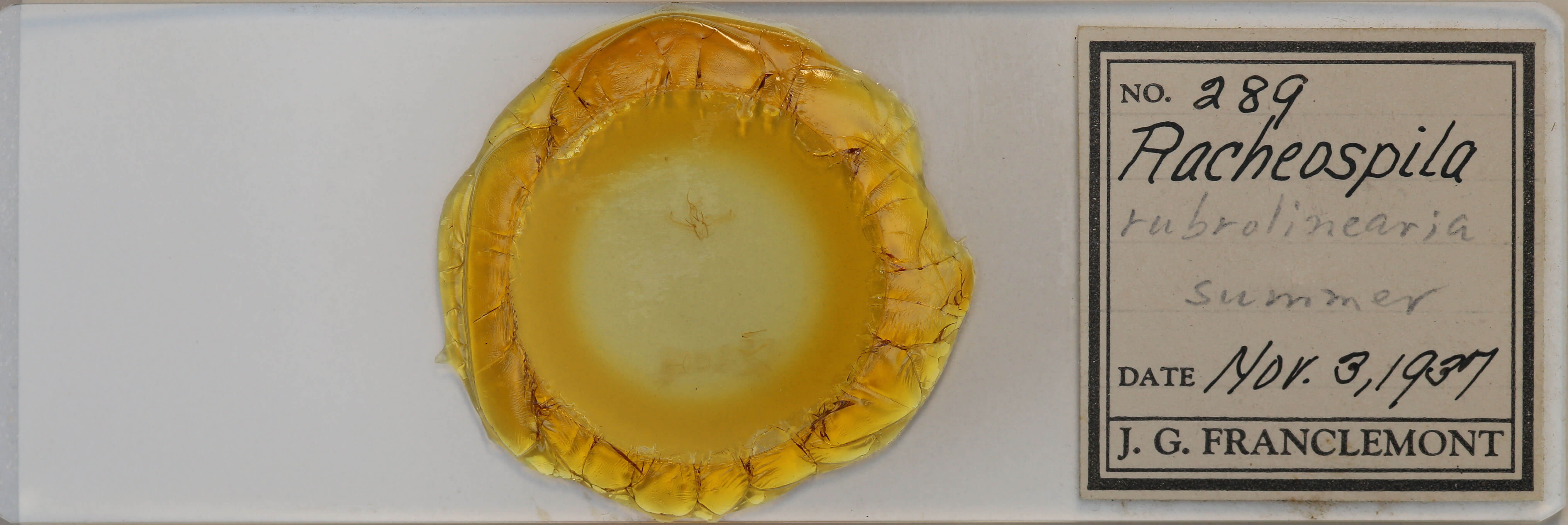 slide view of adult Nemoria bistriaria siccifolia