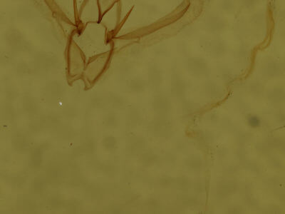 genitalia view of adult Nemoria bistriaria siccifolia