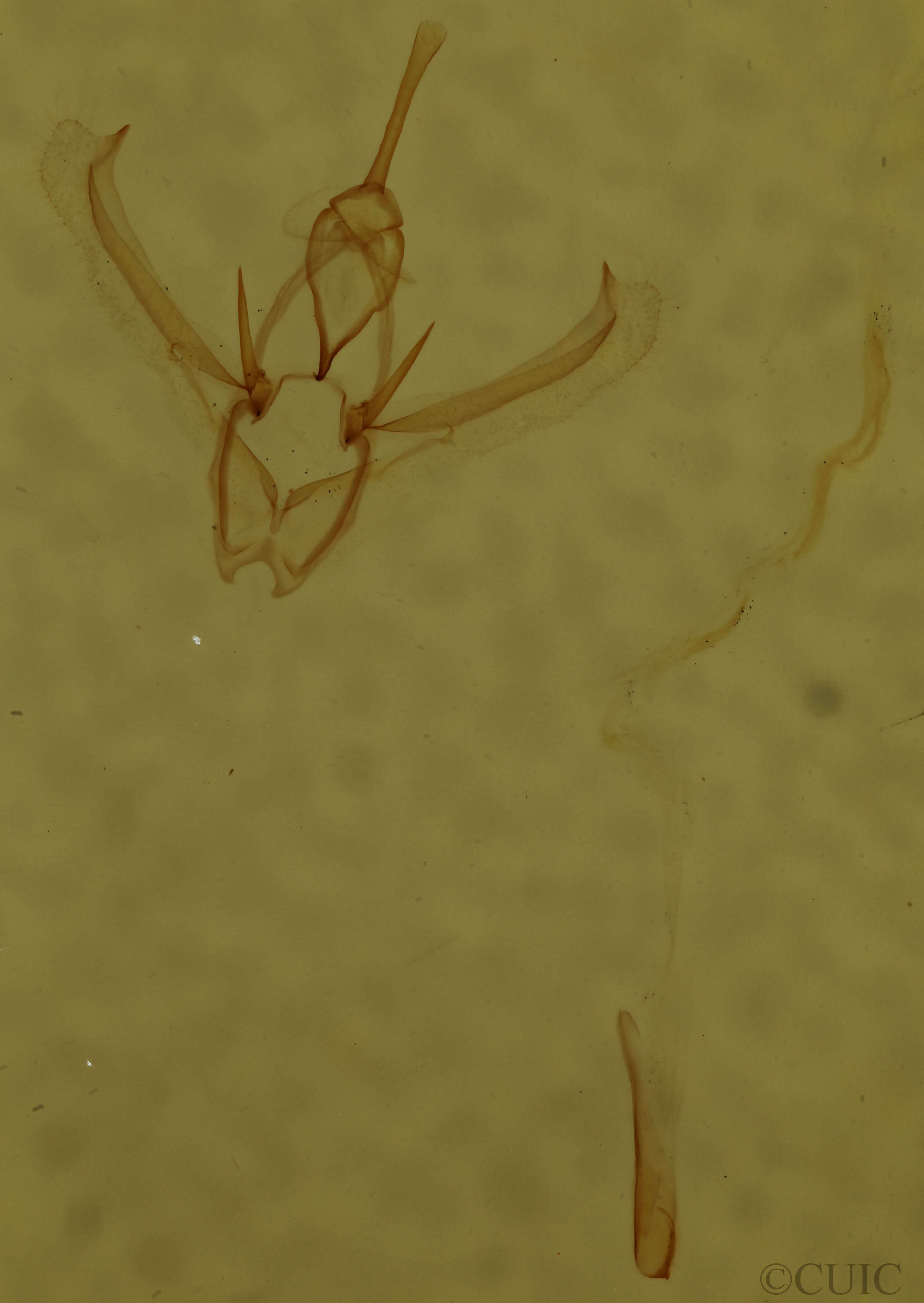 genitalia view of adult Nemoria bistriaria siccifolia