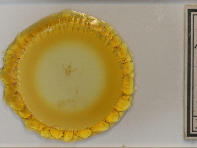 slide view of adult Nemoria bistriaria siccifolia