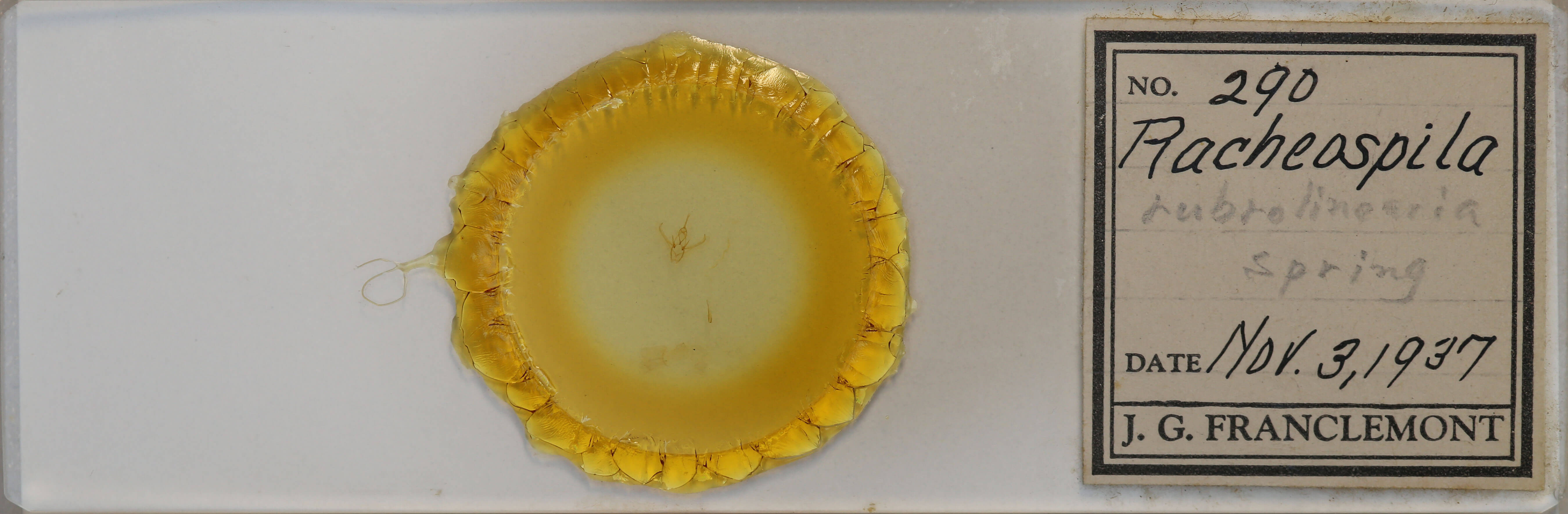 slide view of adult Nemoria bistriaria siccifolia