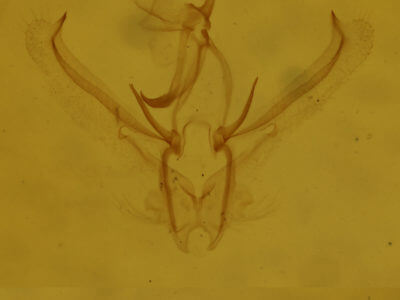 genitalia view of adult Nemoria bistriaria siccifolia