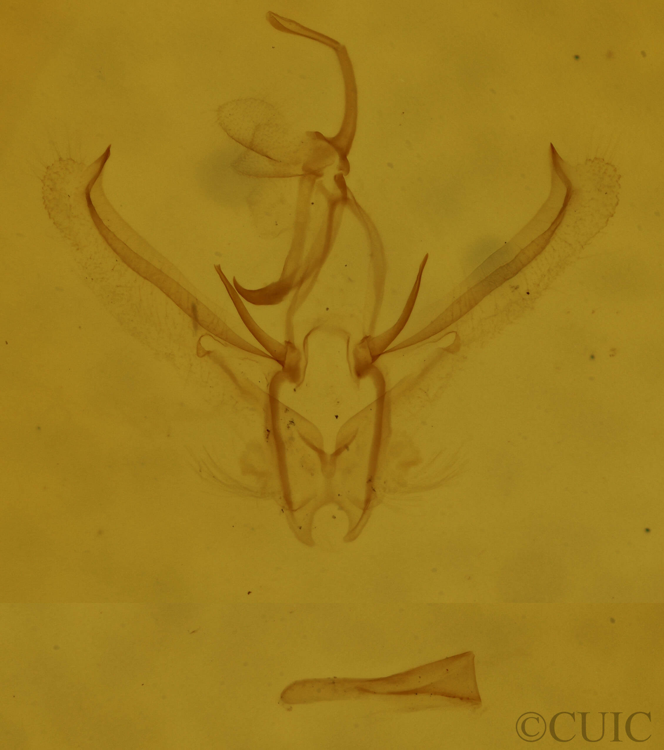 genitalia view of adult Nemoria bistriaria siccifolia