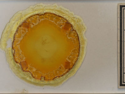 slide view of adult Nemoria bistriaria siccifolia