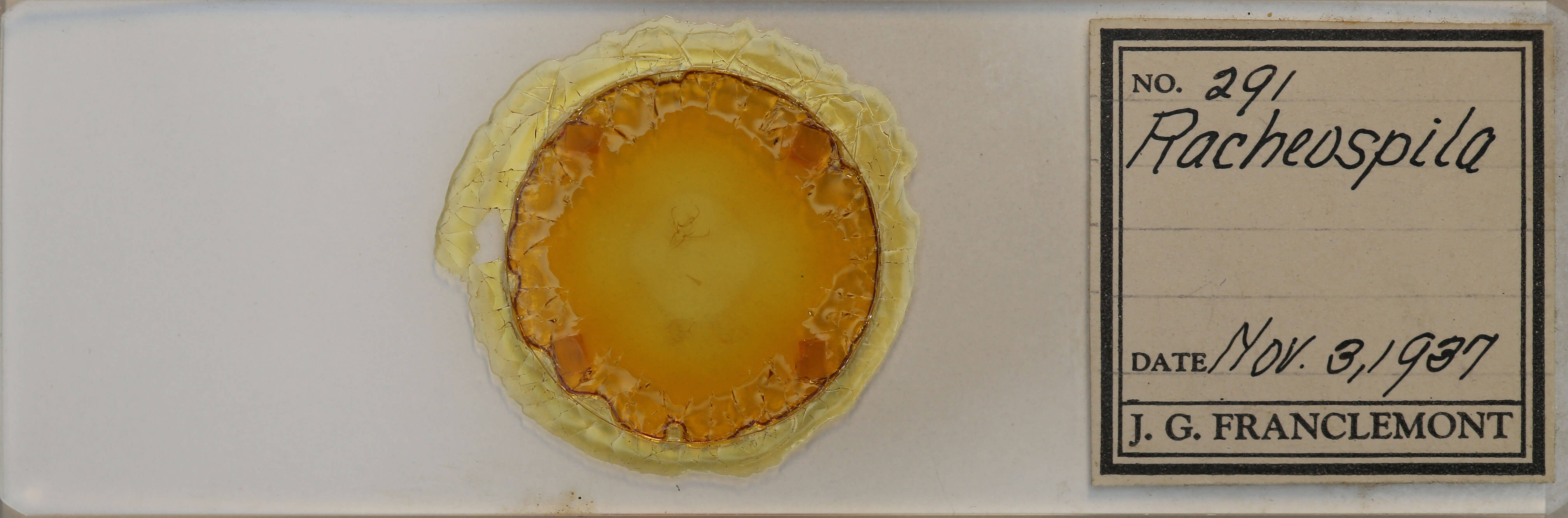 slide view of adult Nemoria bistriaria siccifolia