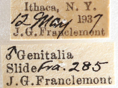 label view of adult Nemoria bistriaria siccifolia