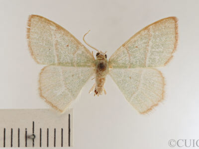 dorsal view of adult Nemoria bistriaria siccifolia