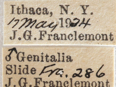 label view of adult Nemoria bistriaria siccifolia
